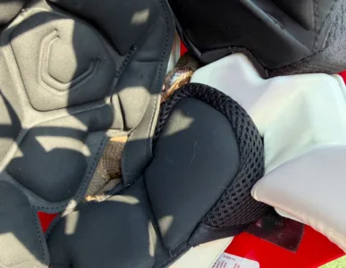 High school football player in Arkansas practices with a venomous snake in his helmet